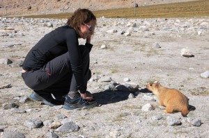 Marmotte himalayenne